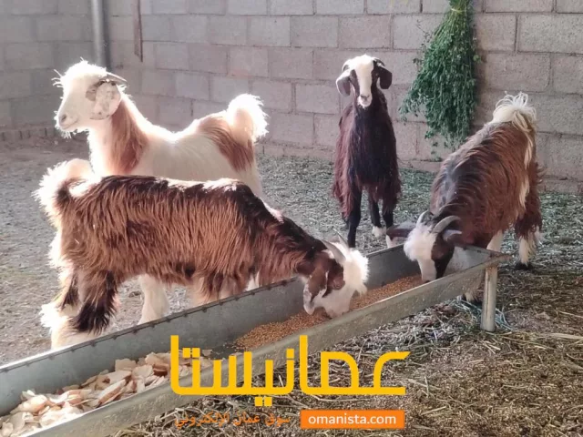صورة 4