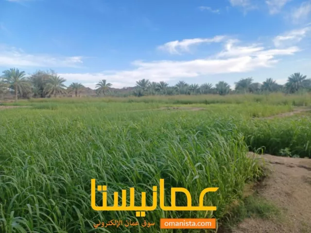 صورة 3