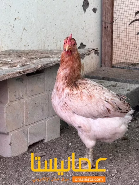صورة 4