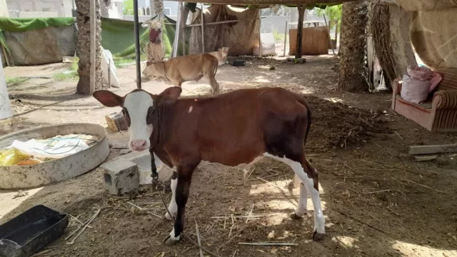 صورة 3
