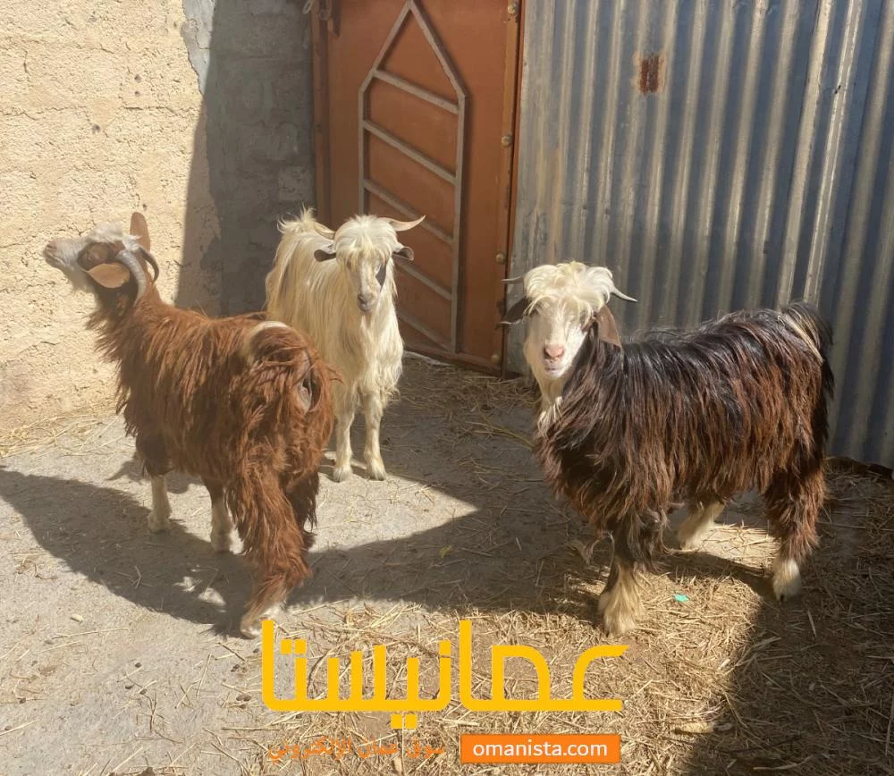 جداية كبار ما شاء الله حلال طيب و نظيف