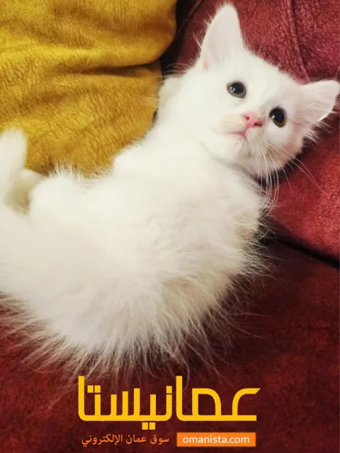صورة 2