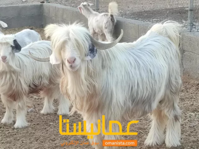 صورة 2