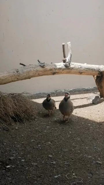 زوج حجل باكستاني