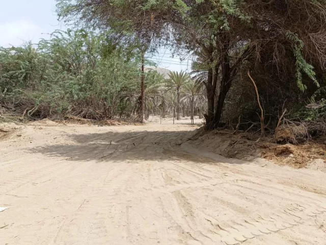 صورة 3