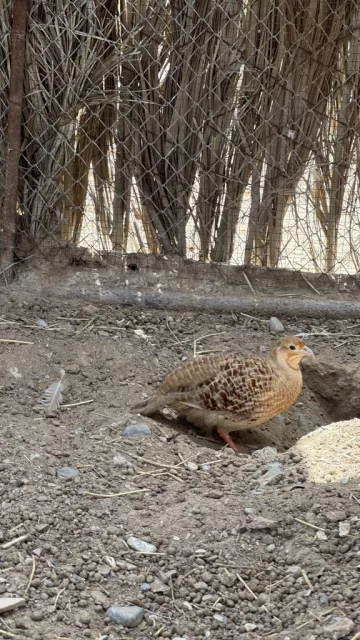 صورة 2