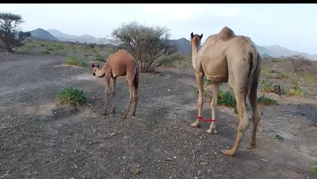 صورة 6