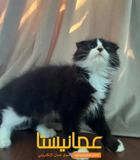 صورة 4