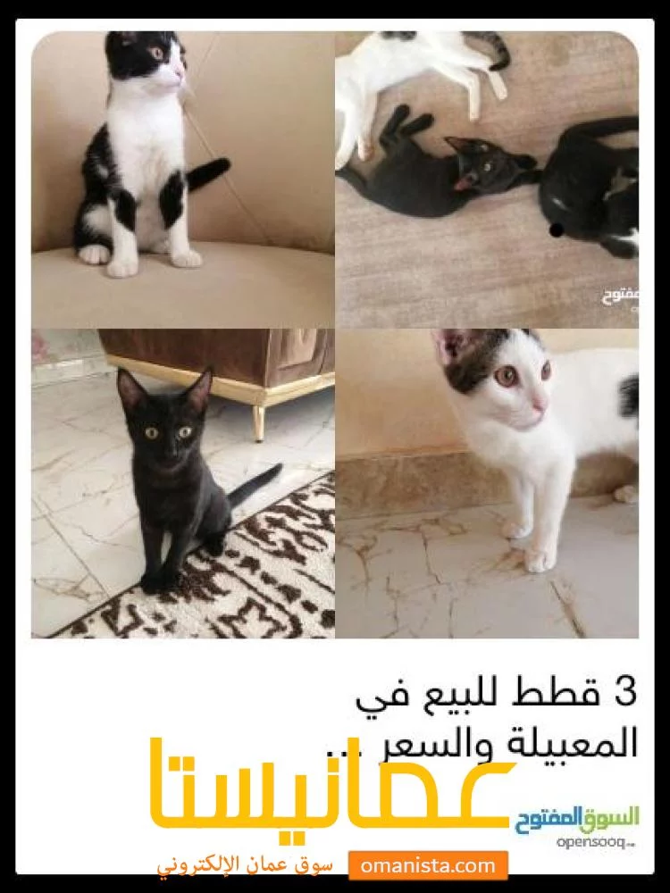 3قطط للبيع