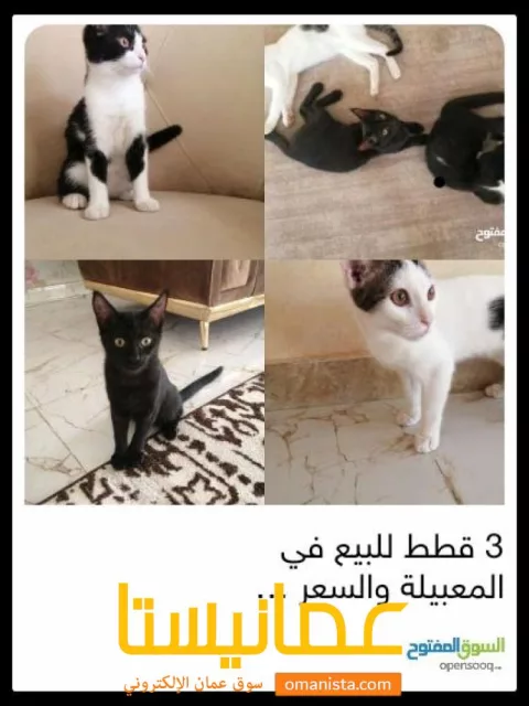 3قطط للبيع