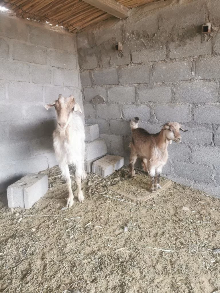 شوهات هنتين للبيع وحده تحتها سخل