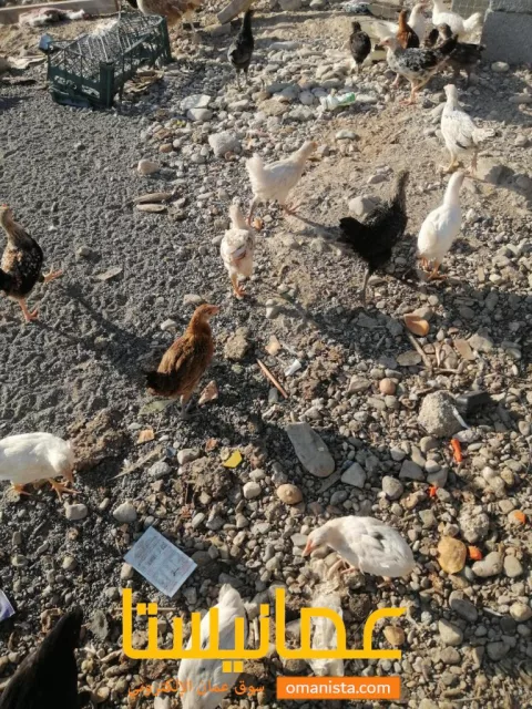 صورة 2