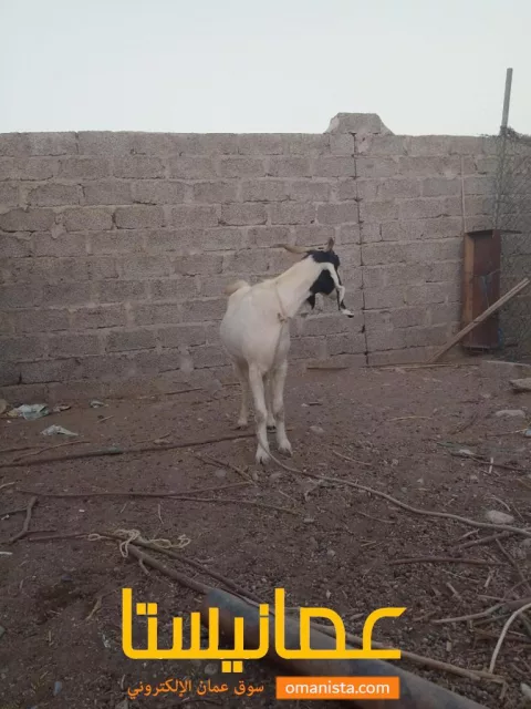 صورة 4