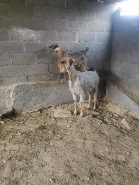 صورة 4