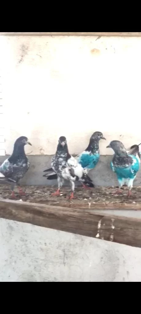 للبيع حمام بحاله جيده