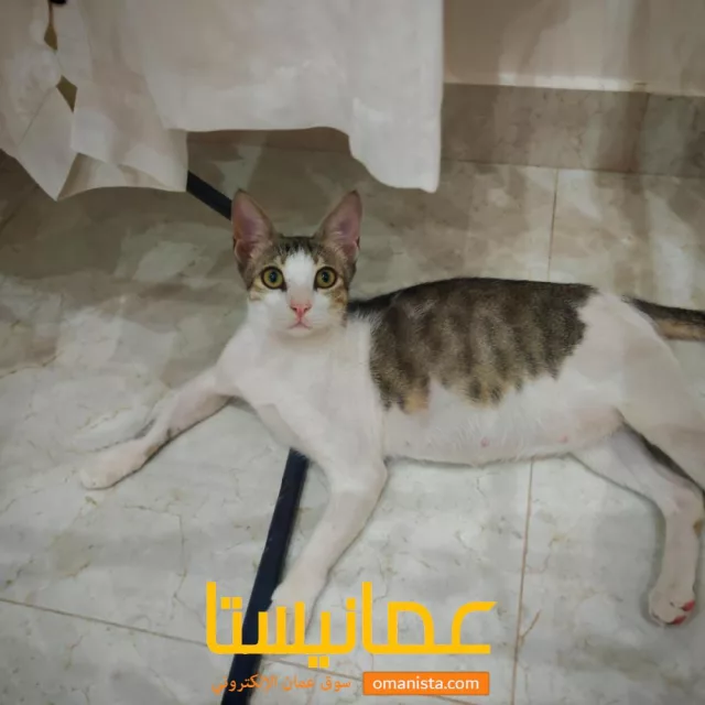 صورة 2