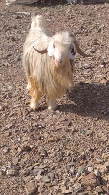 صورة 2