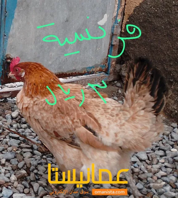 للبيع دواجن فرنسي وعماني