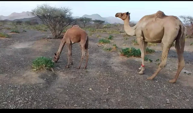 صورة 5