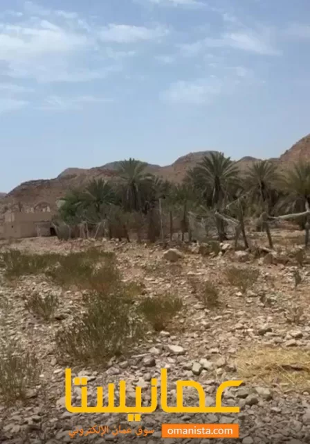 صورة 3