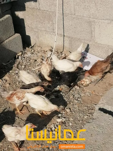 صورة 1