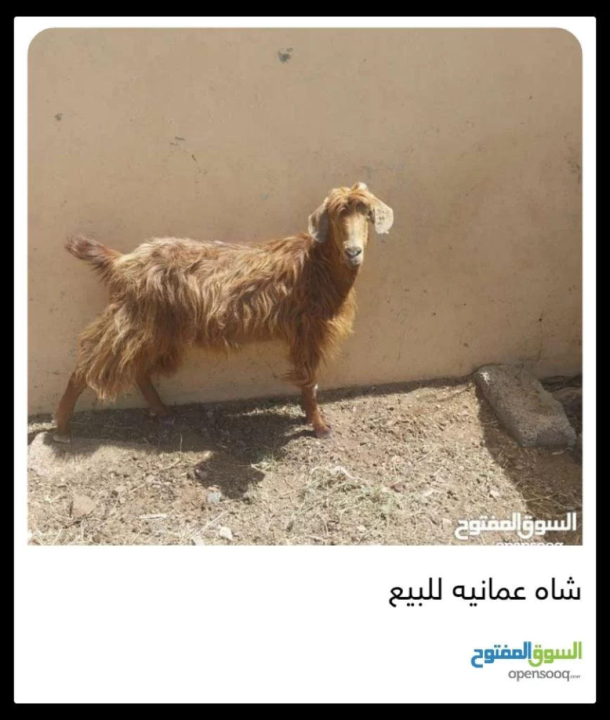 شاه عمانيه للبيع