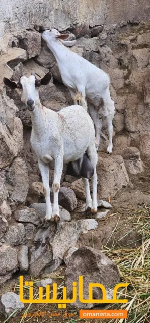 شاه صلاليه ماشاءالله أمورها طيبه وقريب تولد وصغيره ف العمر