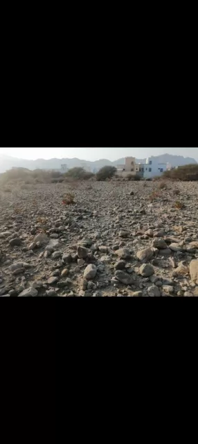 صورة 2