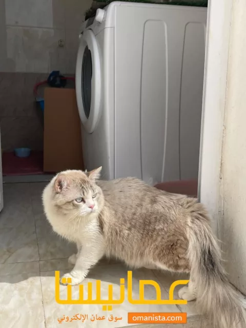 صورة 5