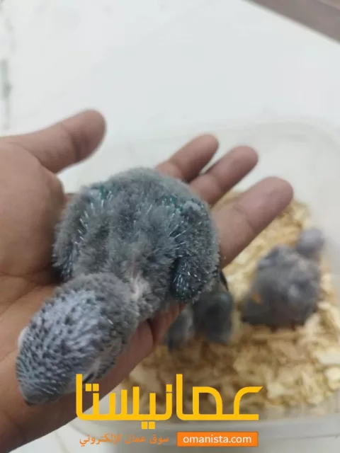 صورة 3