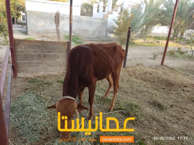 صورة 2