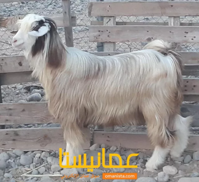صورة 6