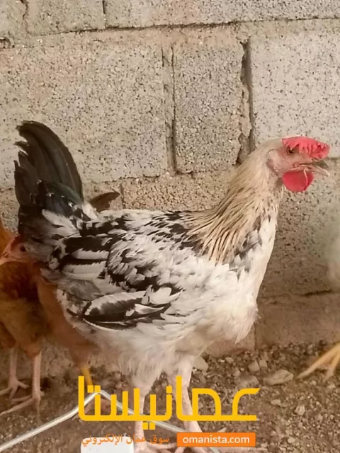 صورة 4