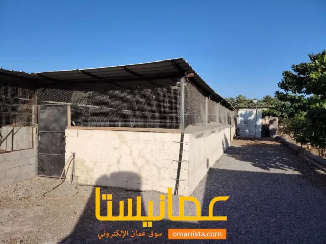 صورة 10