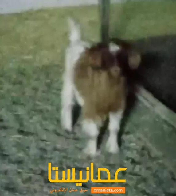 صورة 3