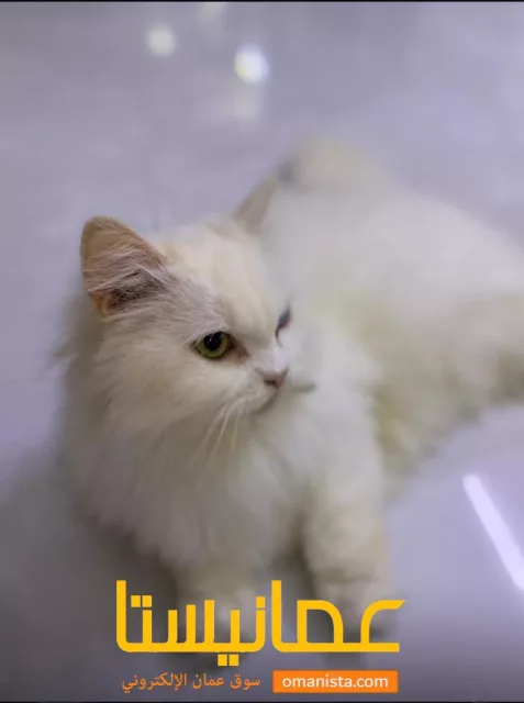 قط شيرازي نادر نوع أنثى