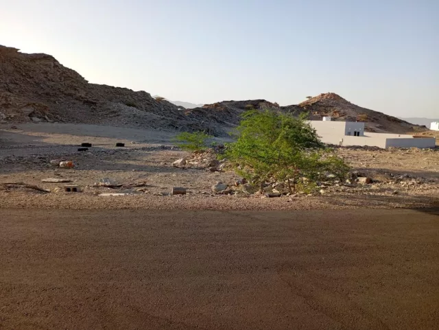 صورة 3