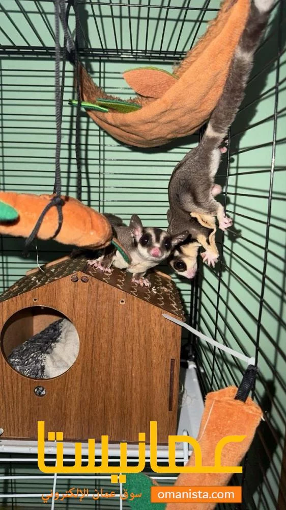 سنجاب طائر sugar glider