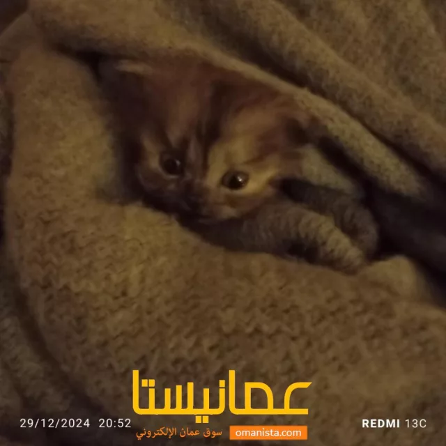 صورة 6