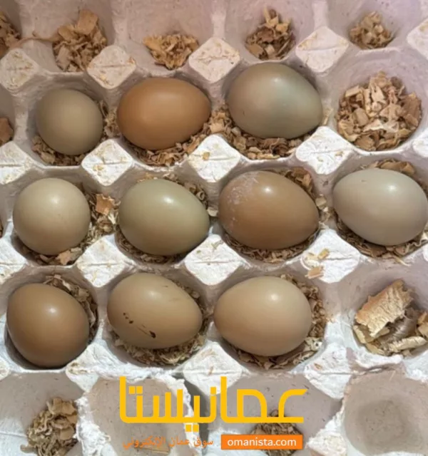 صورة 7