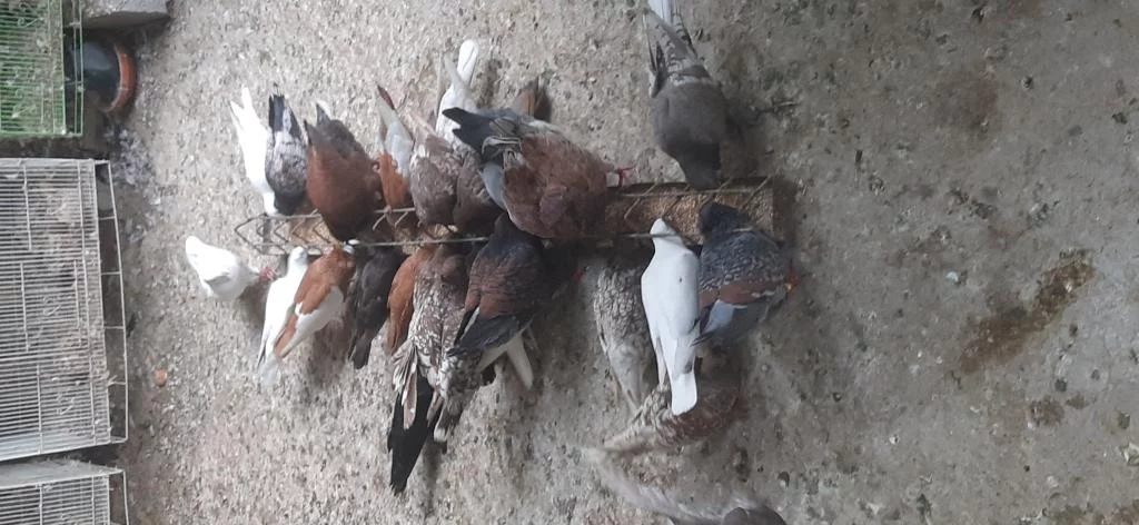 للبيع مجموعة حمام زينـه التفاصيل تحت