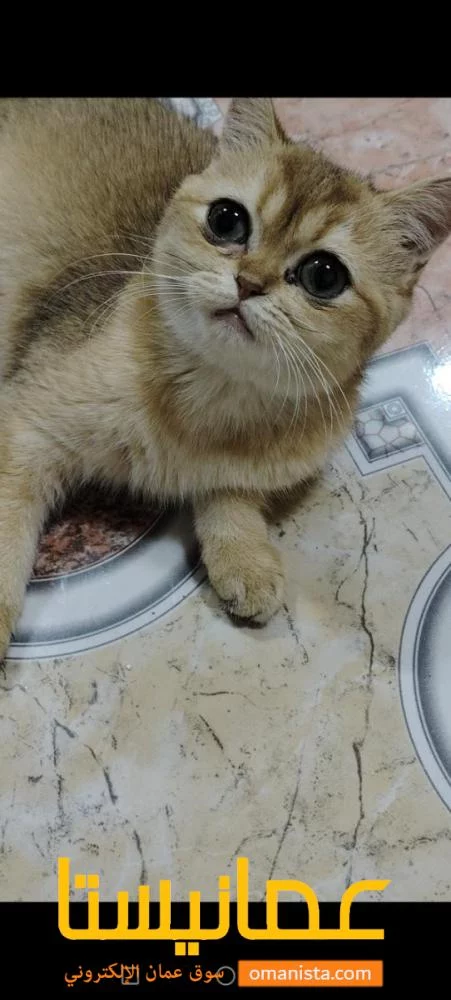 قطة ny11