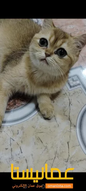 قطة ny11