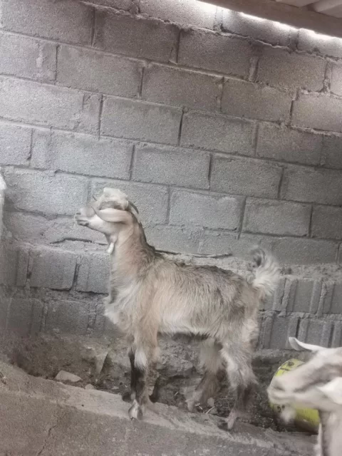 صورة 4