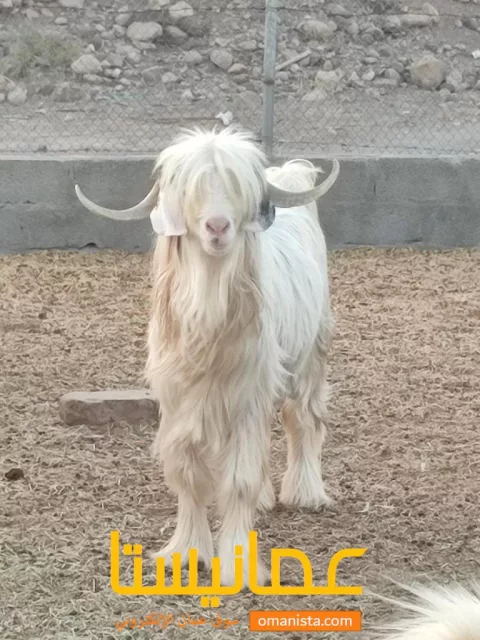 مجموعه من الحلال الرحبي الفاخر