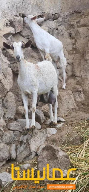 صورة 2