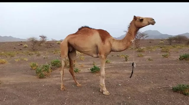 صورة 2