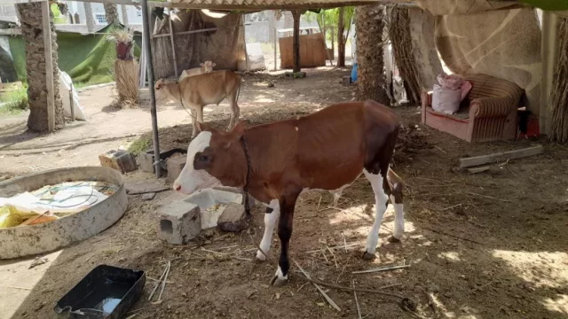 صورة 1