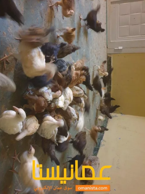 صورة 2