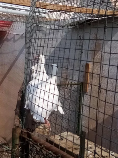 صورة 2